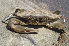 Callinectes arcuatus