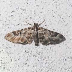 Physetobasis griseipennis