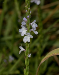 Verbena simplex