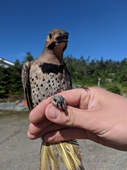 Colaptes auratus luteus