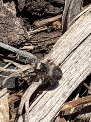 Leucocoprinus birnbaumii