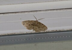 Melanolophia canadaria