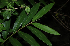 Alpinia caerulea