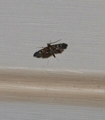 Diathrausta reconditalis