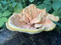Laetiporus sulphureus