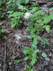 Erigeron philadelphicus philadelphicus