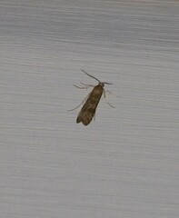 Nomophila nearctica