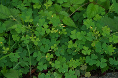 Oxalis dillenii