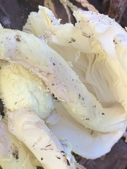 Leucocoprinus birnbaumii