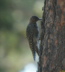 Sphyrapicus thyroideus