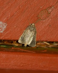 Orthodes majuscula