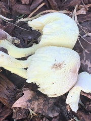 Leucocoprinus birnbaumii