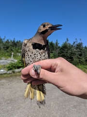 Colaptes auratus luteus