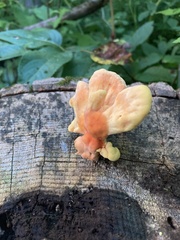 Laetiporus sulphureus