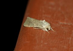 Spodoptera frugiperda