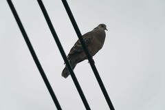 Streptopelia orientalis