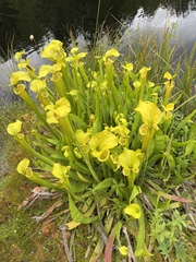 Sarracenia flava