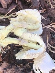 Leucocoprinus birnbaumii