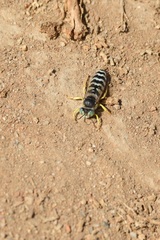 Bembix americana comata