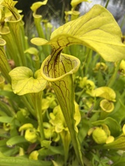 Sarracenia flava