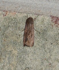 Spodoptera frugiperda