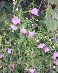 Agalinis tenuifolia