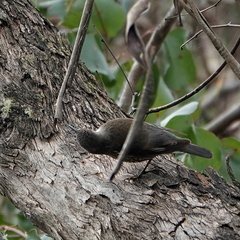 Cormobates leucophaea