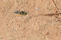 Bembix americana comata