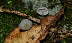 Mycena confinationis