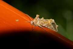 Autographa precationis