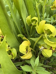 Sarracenia flava