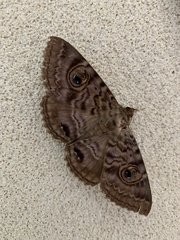 Speiredonia spectans