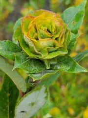 Rabdophaga rosaria