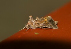 Autographa precationis