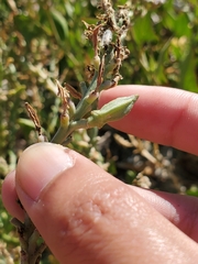 Cakile maritima