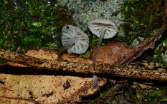 Mycena confinationis