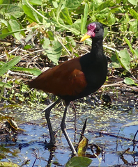 Jacana jacana