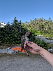 Colaptes auratus luteus