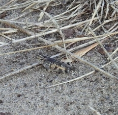 Psinidia fenestralis