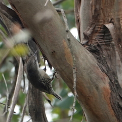 Cormobates leucophaea