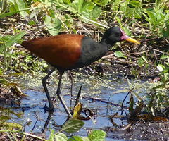 Jacana jacana