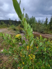 Rabdophaga rosaria