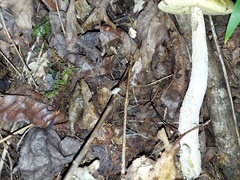 Mycena confinationis