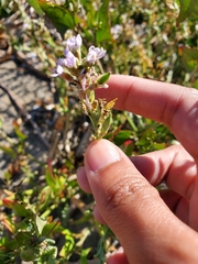 Cakile maritima