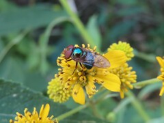 Copestylum vesicularium