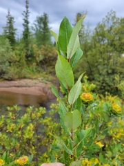Rabdophaga rosaria