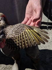 Colaptes auratus luteus