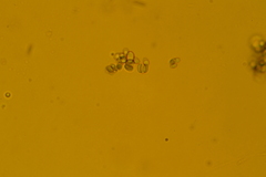 Mycena confinationis