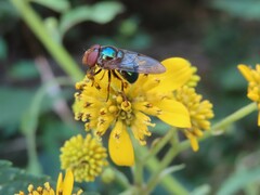Copestylum vesicularium