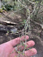 Kunzea leptospermoides